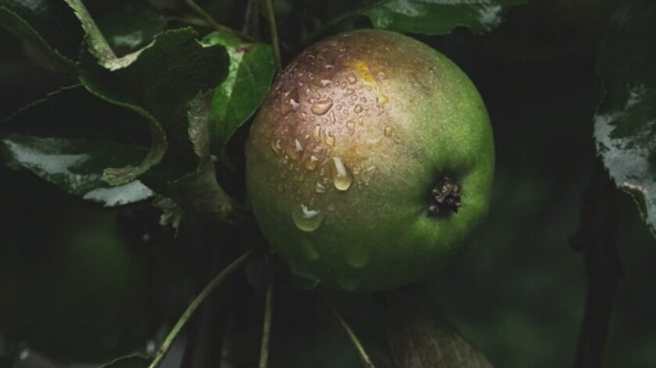 DR L PROTOCOL – RENEW - STEM CELLS