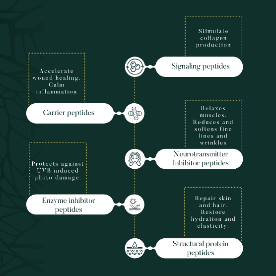 Dr. L Protocol – LIBERATE: PEPTIDES