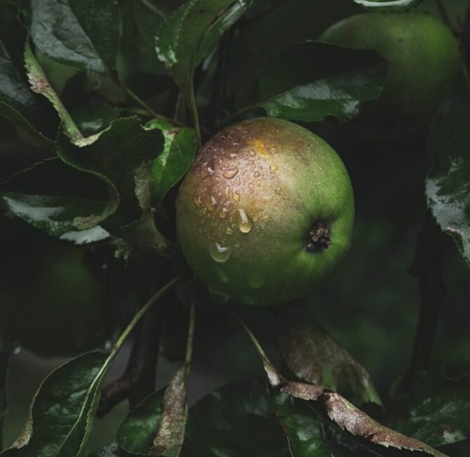 DR L PROTOCOL – RENEW - STEM CELLS