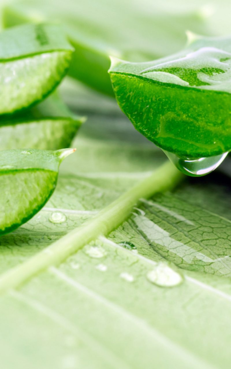 Aloe vera