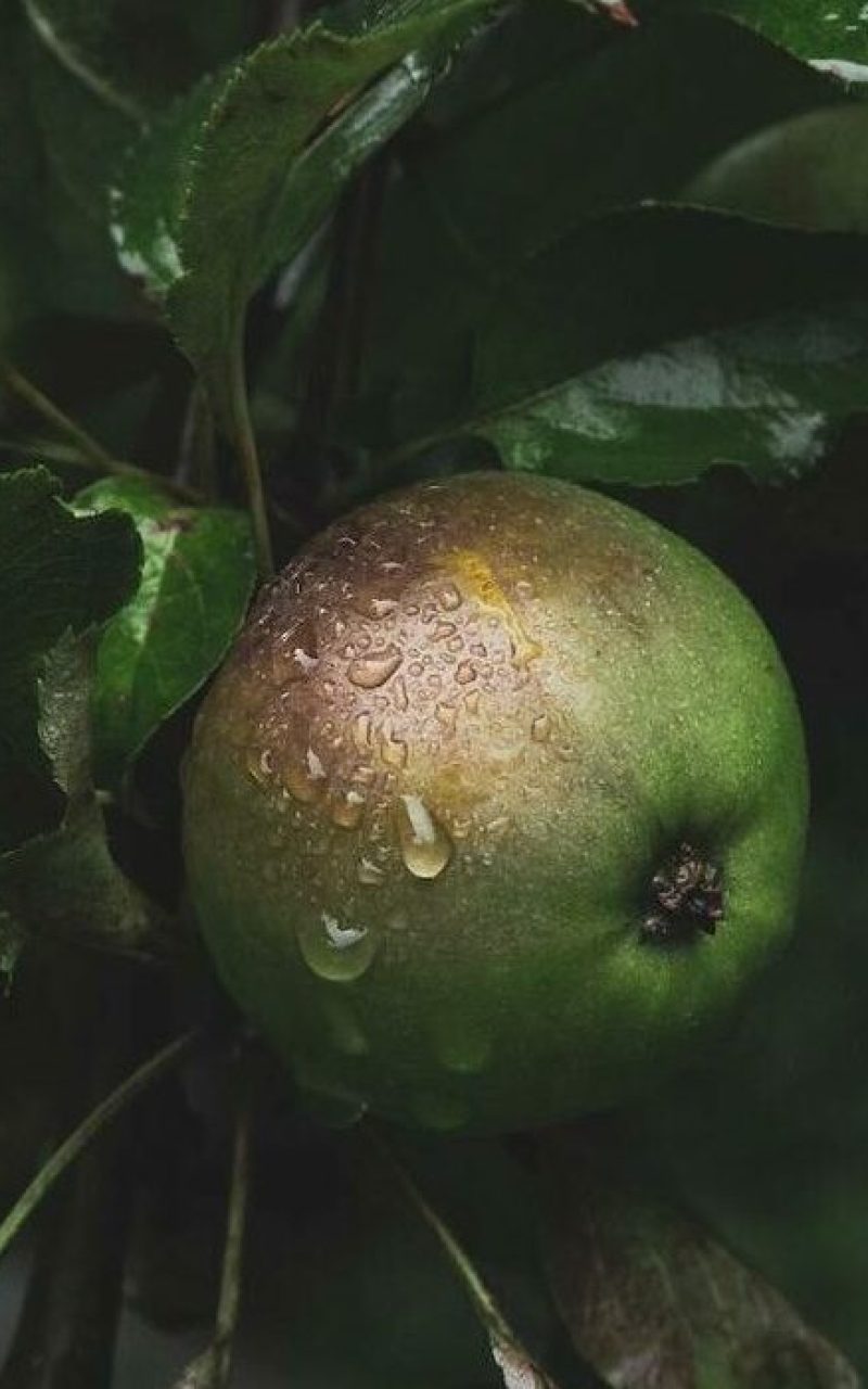 Apple Stem cells