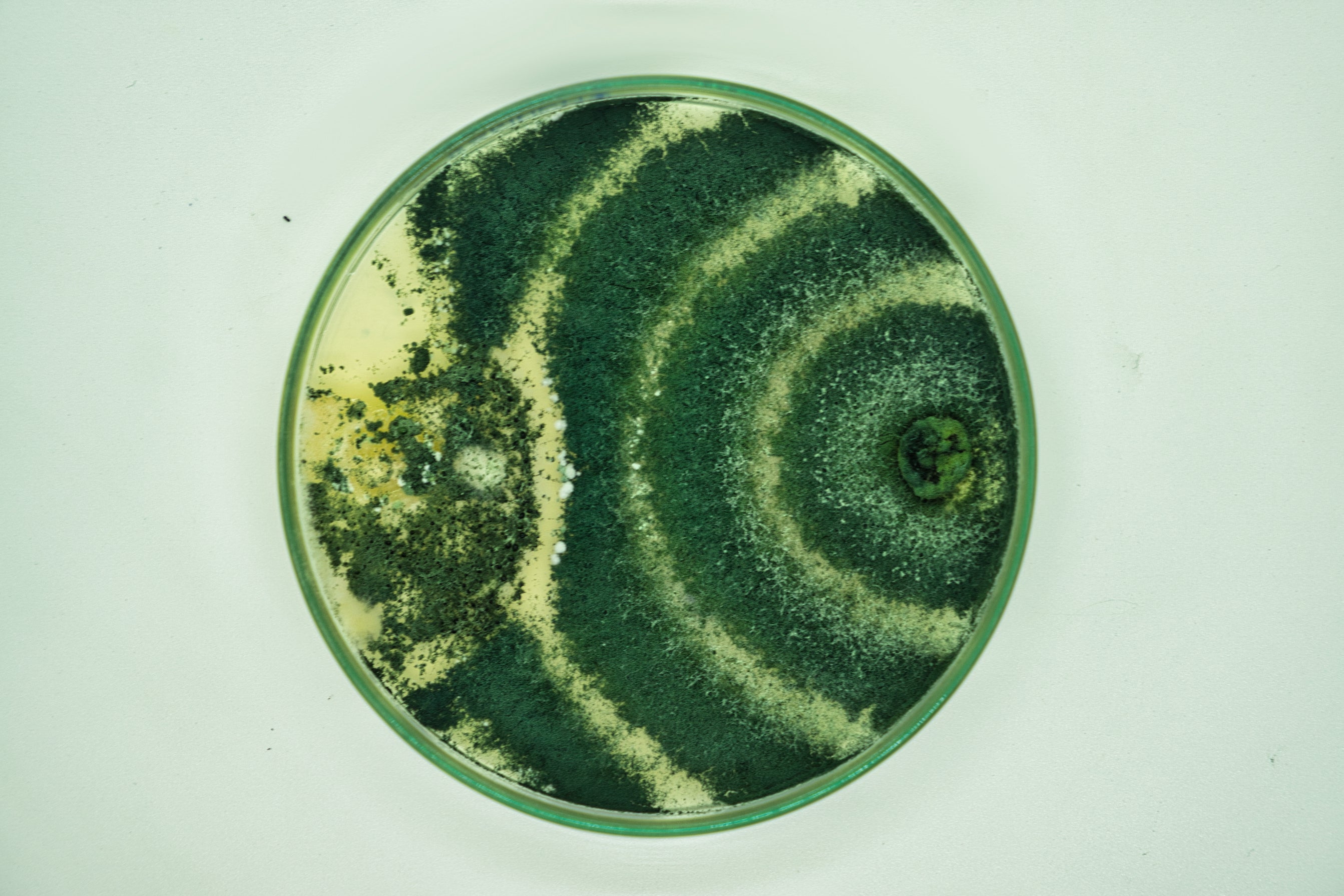 Bacillus Ferment