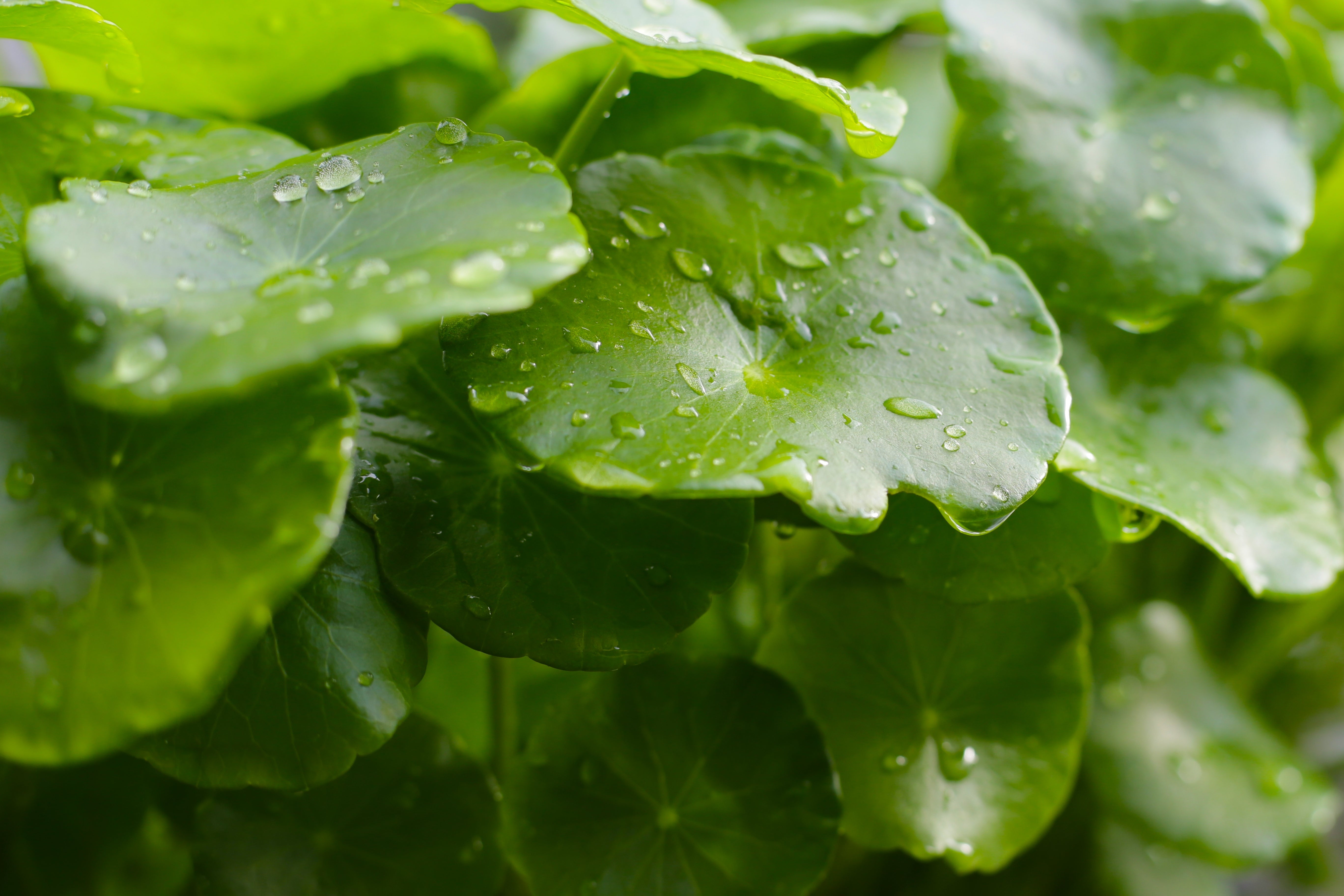 Centella Asiatica