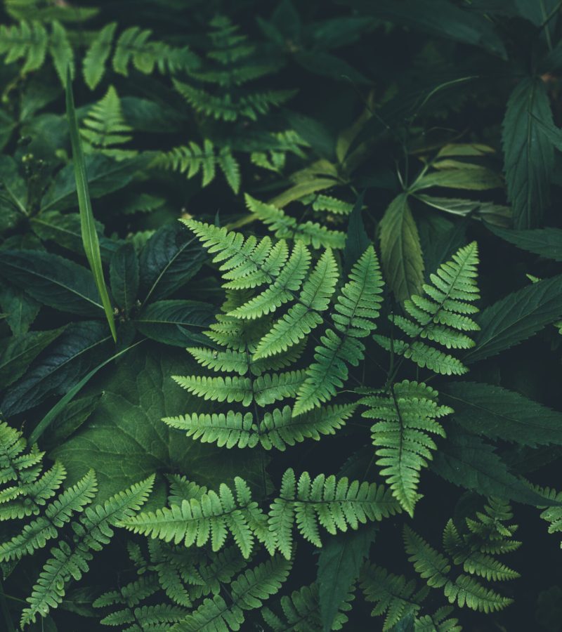 Polypodium Leucotomas