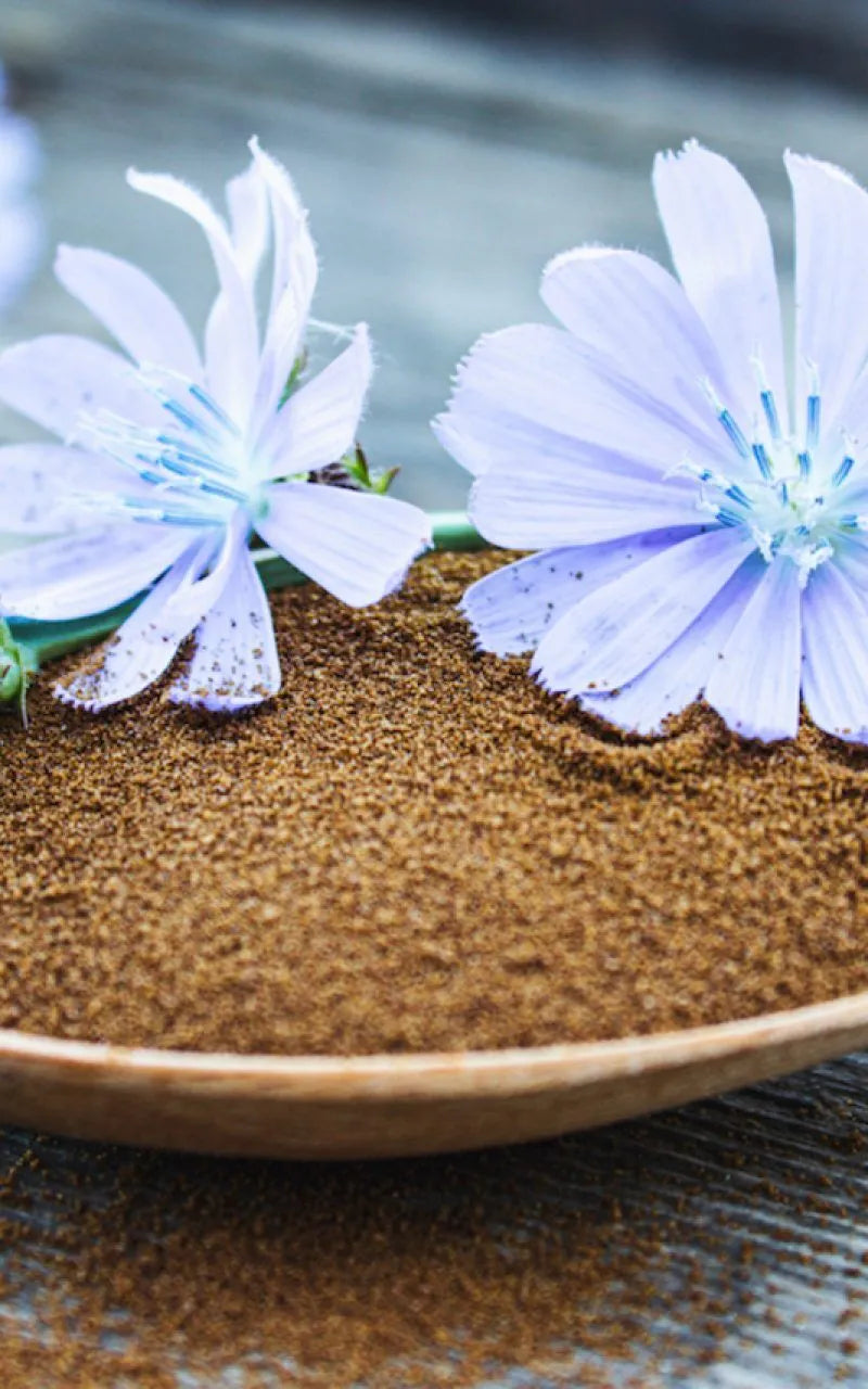 Prebiotics from chicory