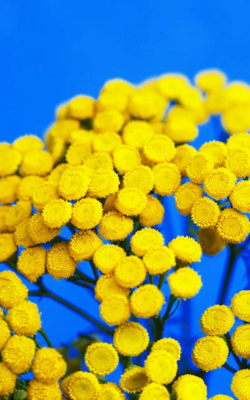 TANACETUM ANNUM BLUE TANSY FLOWER OIL