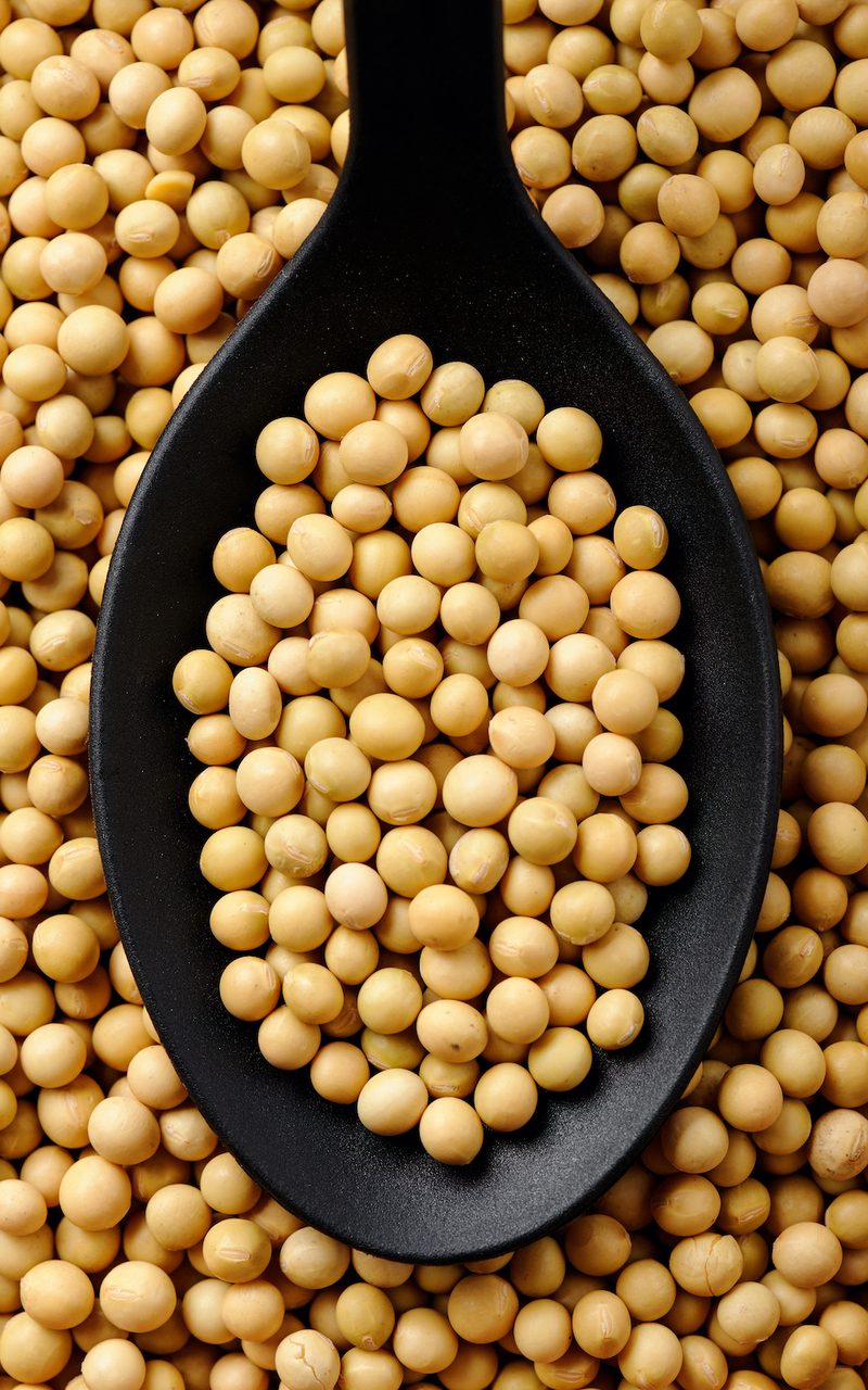 glycine soybean