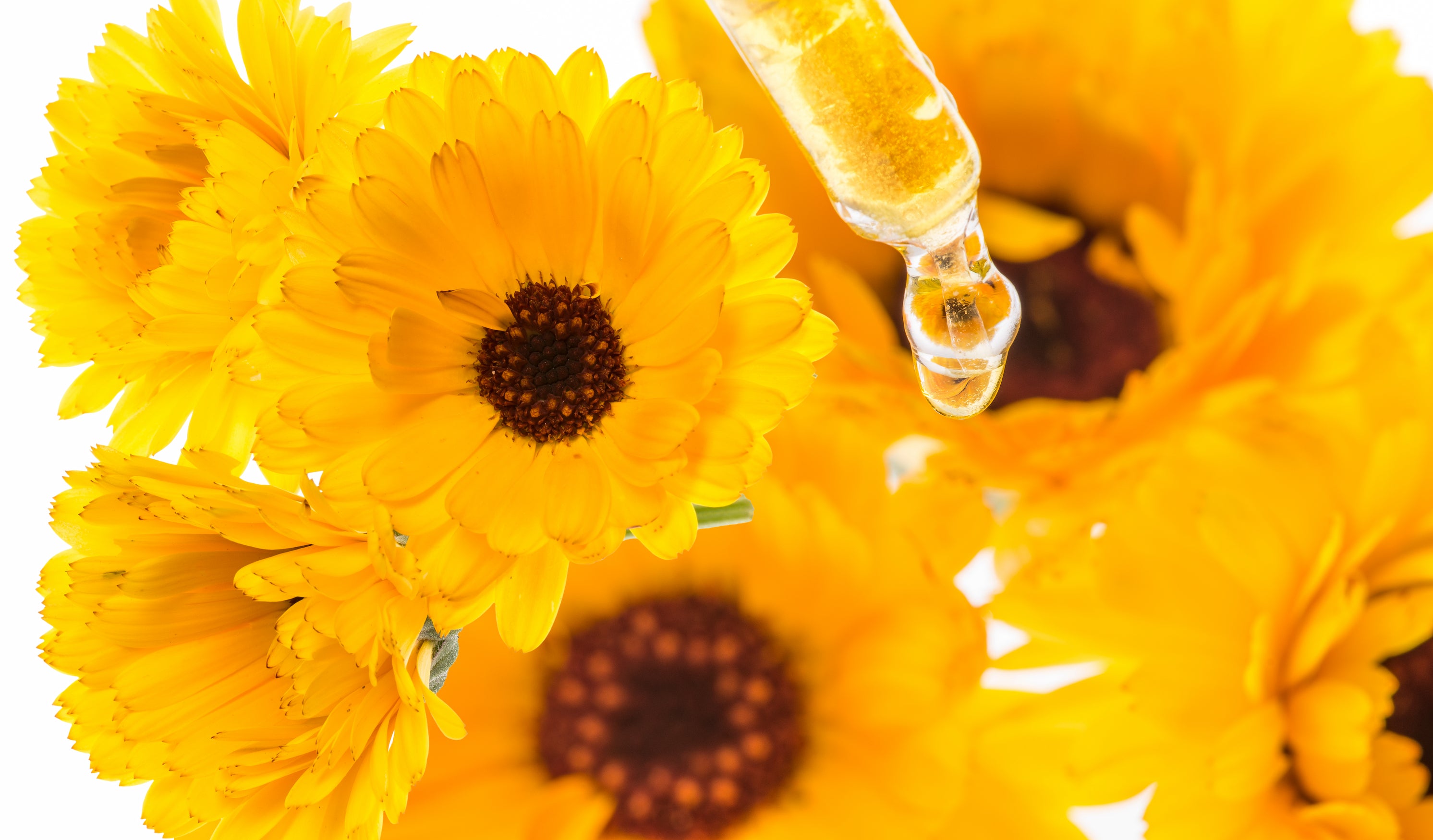 marigold extract