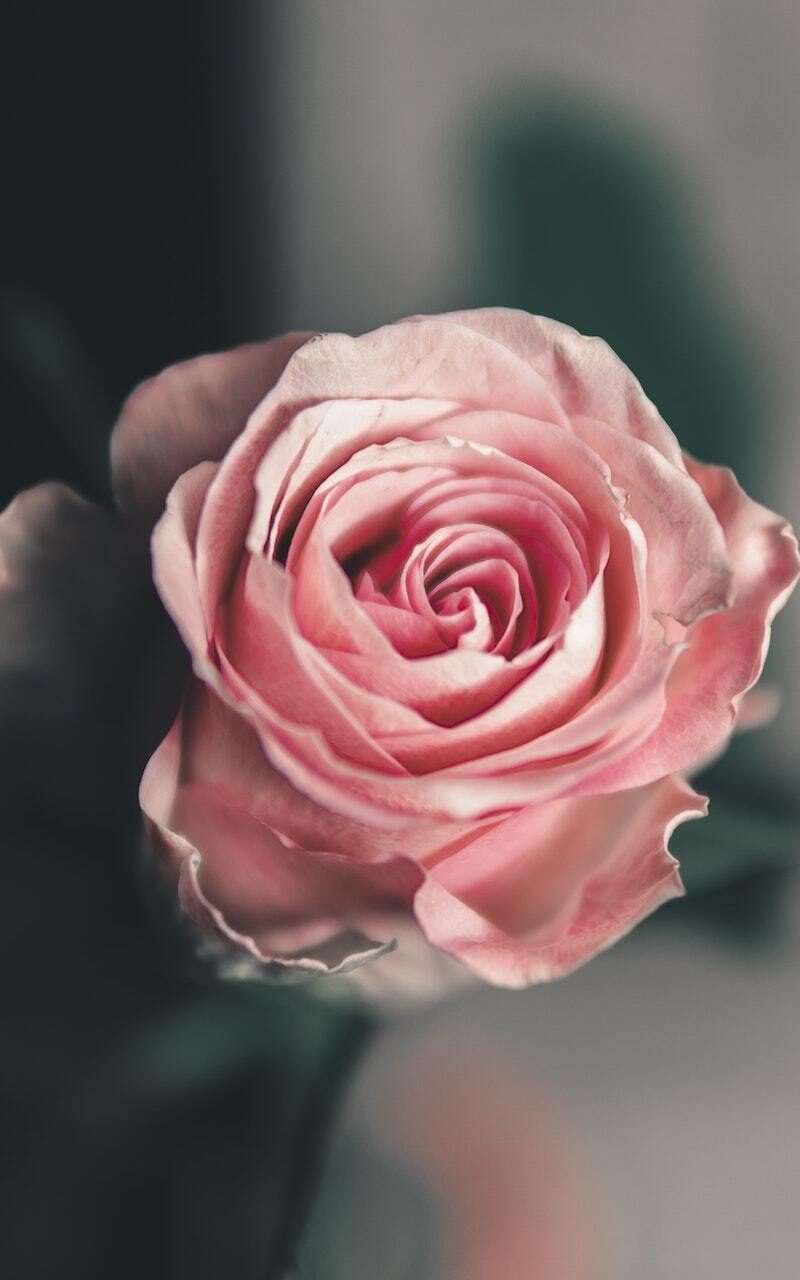 It takes tens of thousands of rose blossoms, picked as they are unfolding in the early hours of dawn, to yield 30ml of rose essential oil. That makes rose oil one of the most precious and valuable essential oils. Rose oil contains more than 95 compounds, among them vitamin C, quercetin, flavonoids and anthocyanins. It is antioxidant, antimicrobial and anti-inflammatory treating redness and acne while promoting healthy ageing.
Found in: Integrative Serum